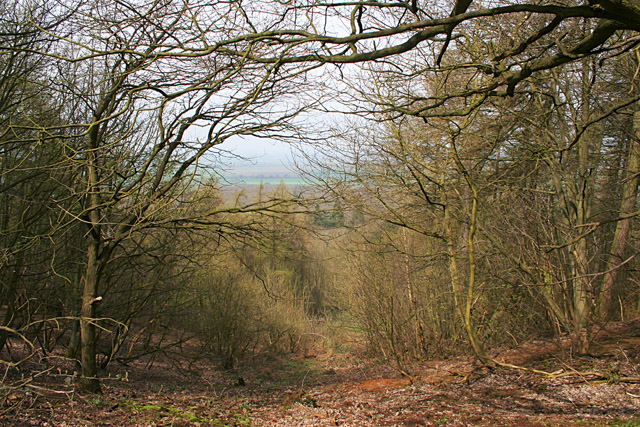 In Stathern Wood